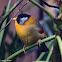 Silver-eared Mesia