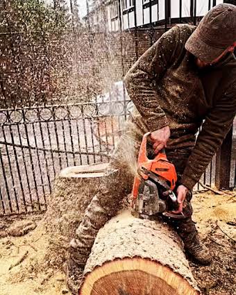 Cutting oak for fire wood  album cover