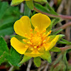 Spring cinquefoil