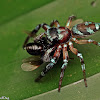 Jumping Spider