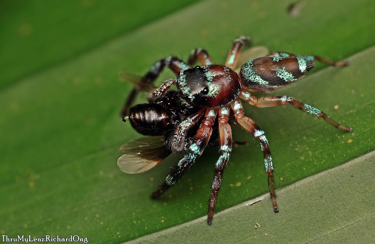 Jumping Spider