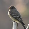 Western Wood-Pewee