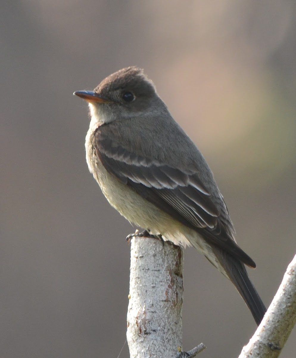 Western Wood-Pewee