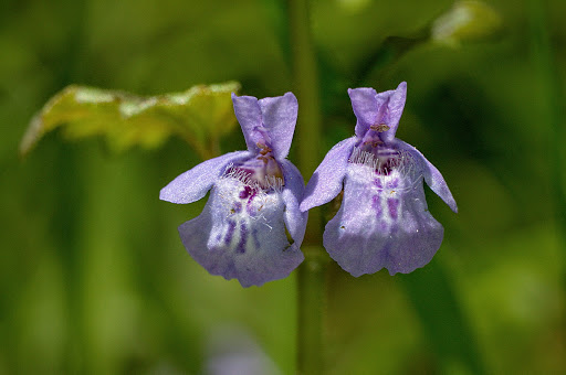 Glechoma hederacea