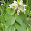 Purple Deadnettle