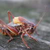 Red Bush-cricket