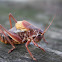 Red Bush-cricket