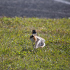 Killdeer