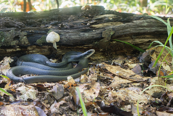 chauffør Donation royalty Black-masked Racer | Project Noah