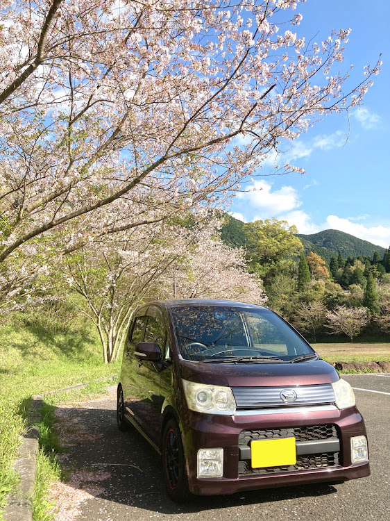 フリードの🌸桜🌸・散ってきてます・たまにはまったり運転・🐢・やる気📴に関するカスタム事例の投稿画像7枚目