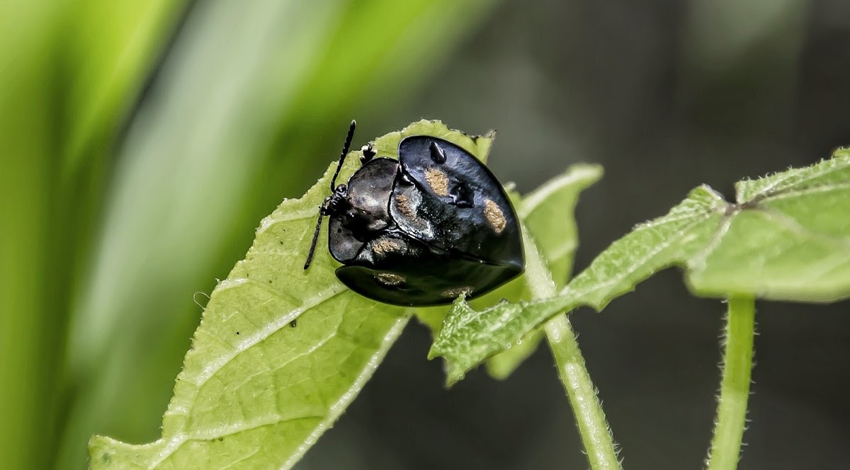 Stolas Tortoise Beetle / Besouro-Tartaruga-Stolas