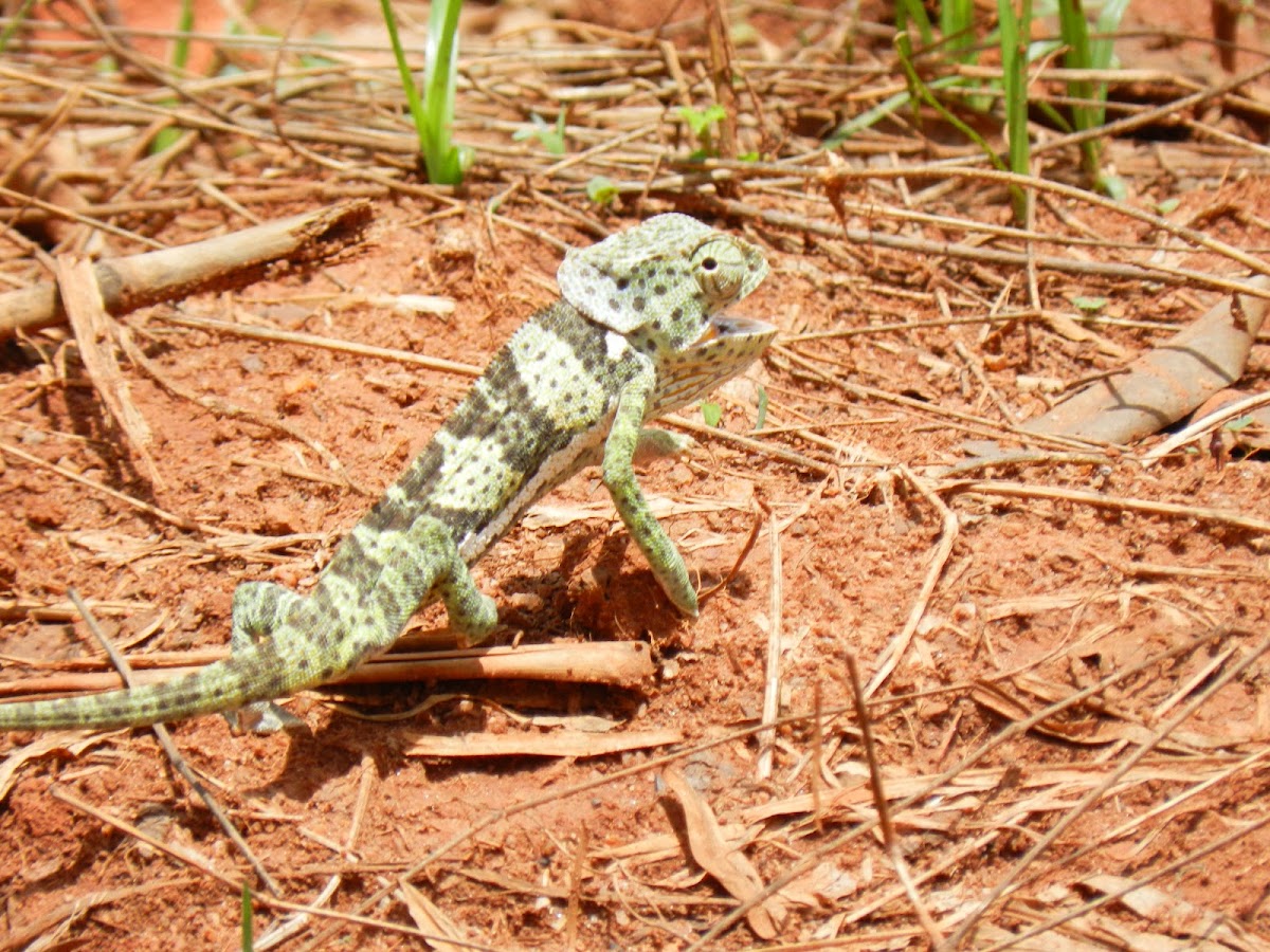 Flap necked Chameleon