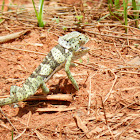 Flap necked Chameleon