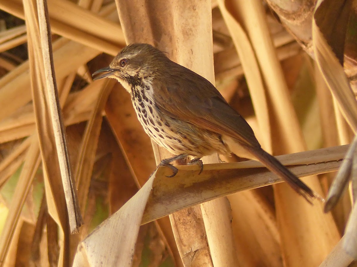 Spotted Palm Thrush