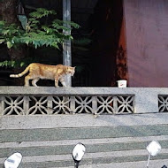 和貓咪有約貓咪主題咖啡館