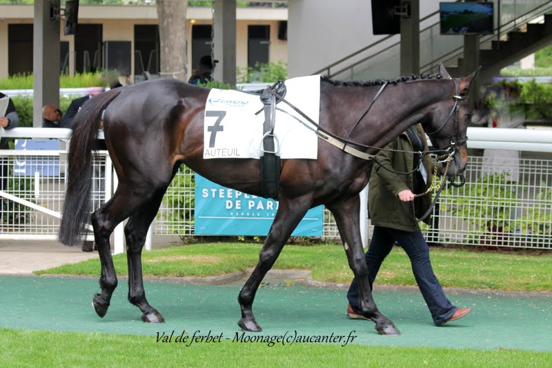 Photos Auteuil 16-05-2015 Week-end printanier de l'obstacle  SiA_1nze-HsimM8_B2TkOmdZkaLj3uCEhA1JSEhPbd_v=w800-h534-no