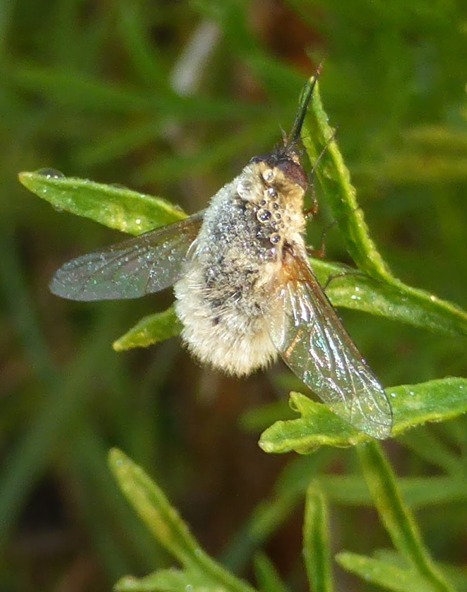 Bee Fly