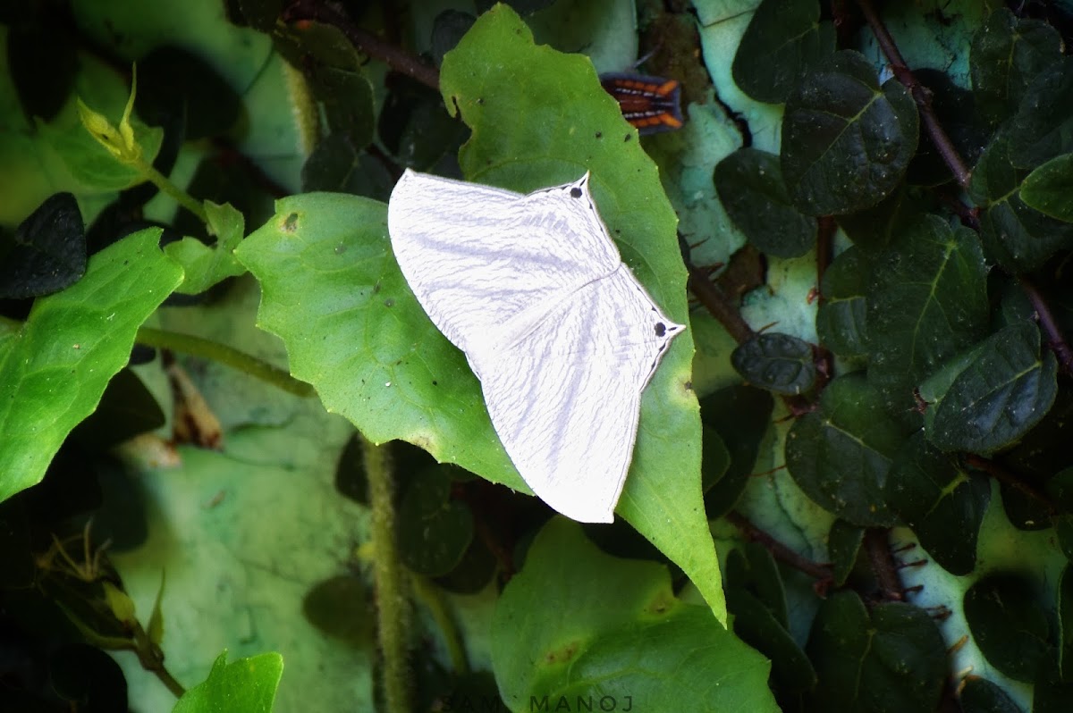 Swallowtail Moth