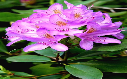 Purple azalea wallpaper screenshot 1