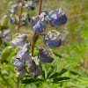 Lupine