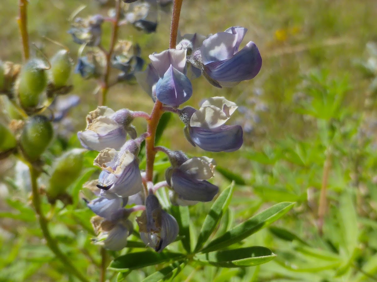 Lupine