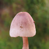 Mushroon