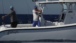 Sandbar Sharks thumbnail