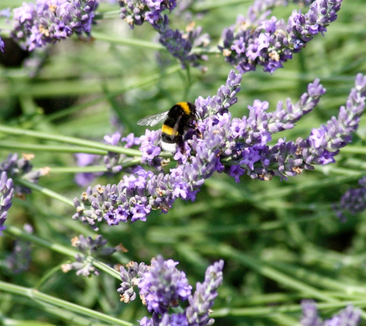 Profumo di lavanda di danielasmerieri