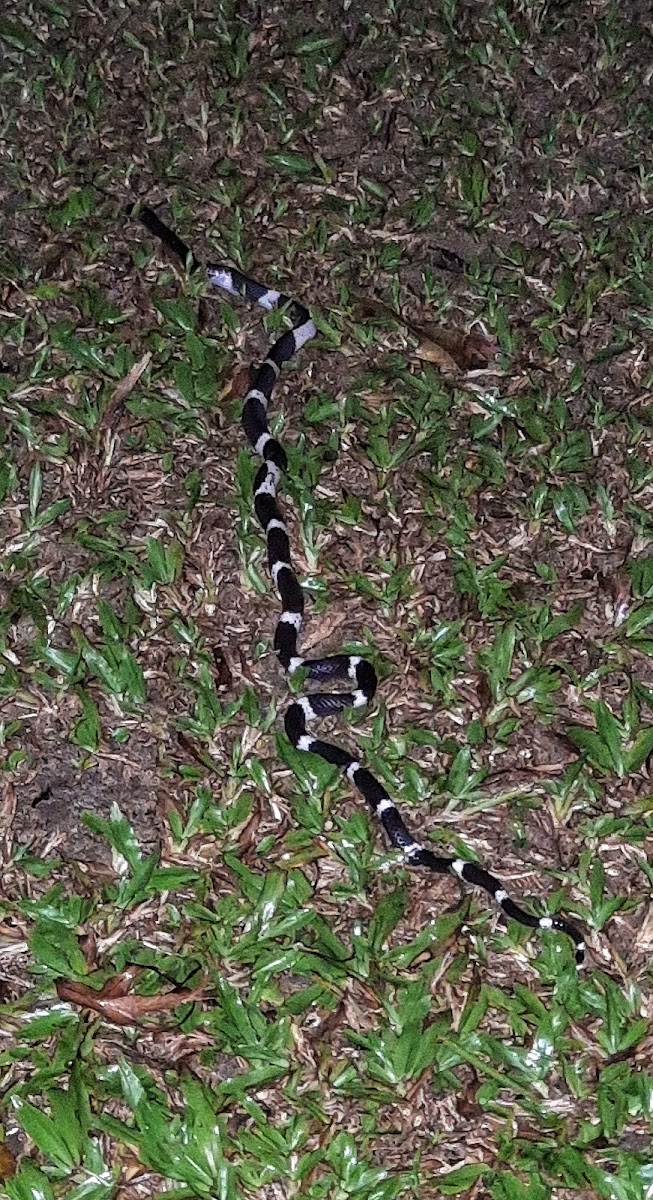 Ceylon Krait