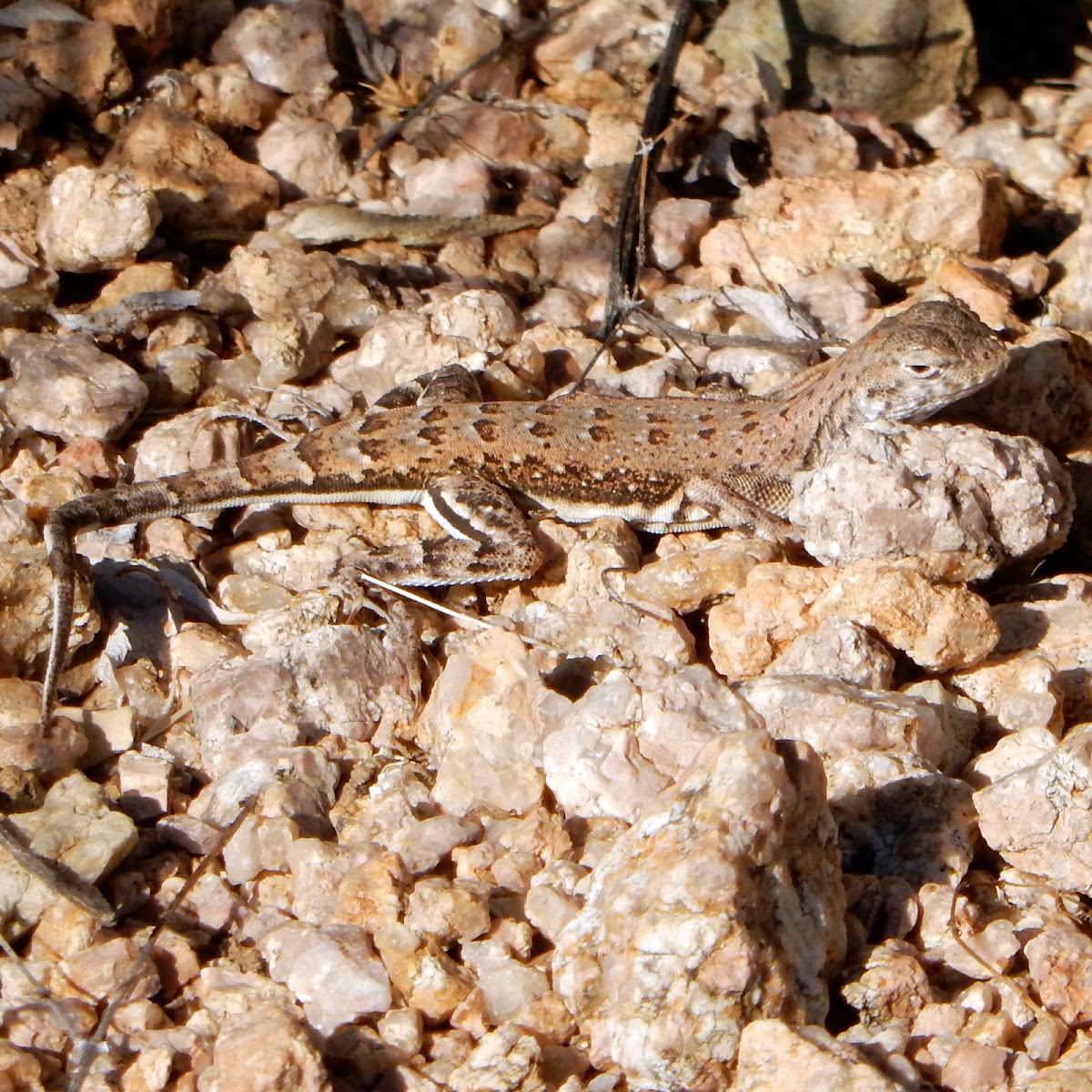 Western Zebra-tailed Lizard