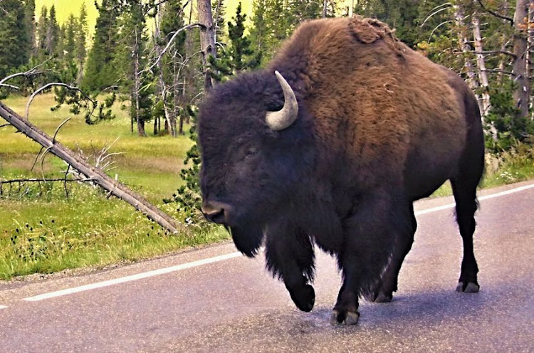 A woman survived being stormed by a bison attack in the Yellowstone National Park in the US.