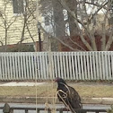 Turkey Vulture