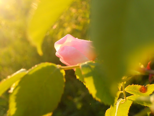 Rosa rosum di Icca