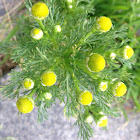 Pineappleweed