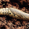 Tersa sphinx moth pupa