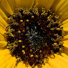 Common sunflower (ηλίανθος)