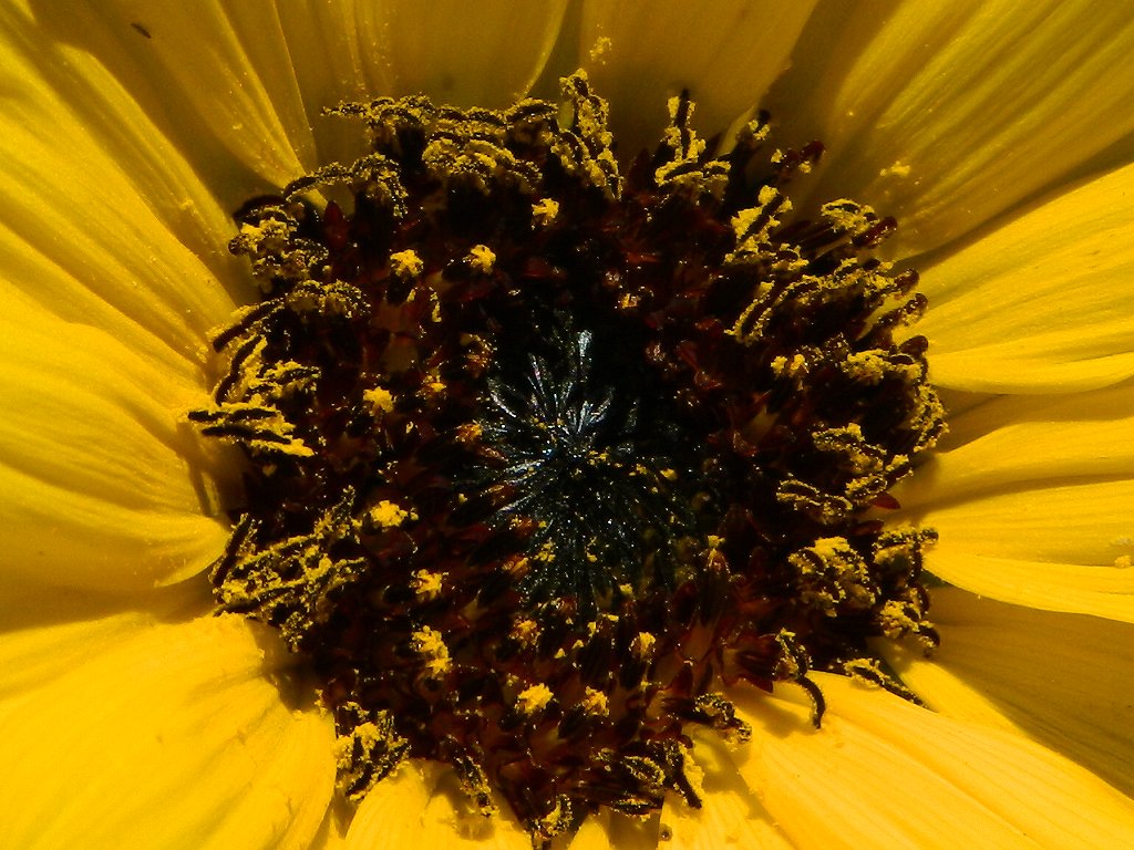 Common sunflower (ηλίανθος)