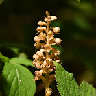 Bird's-nest orchid