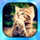 Cat Live Wallpaper Download on Windows