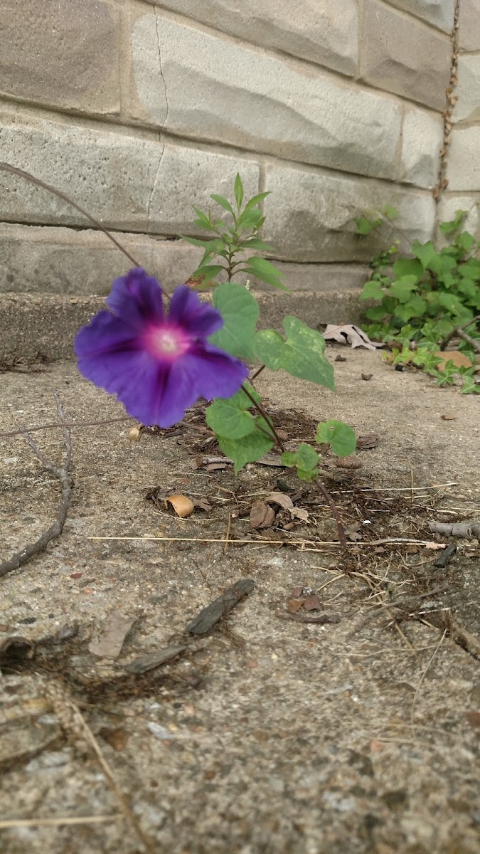 Perianal Geranium