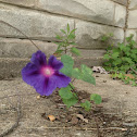 Perianal Geranium