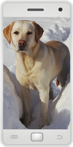 Labrador Retrievers