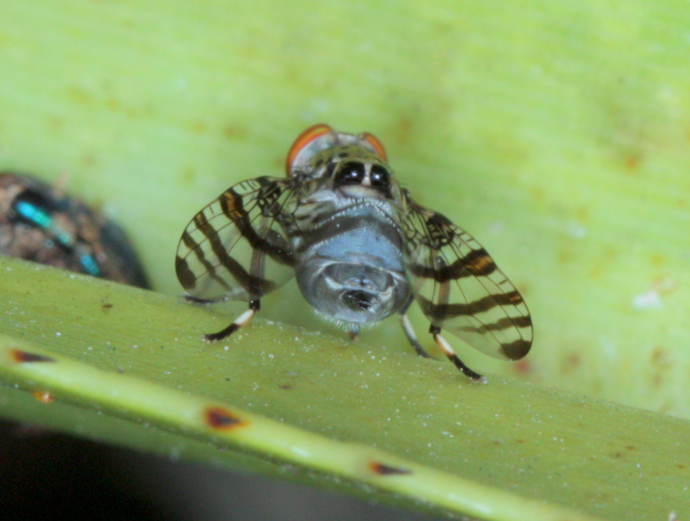 Banded signal fly with false eyes