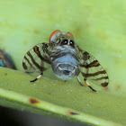 Banded signal fly with false eyes