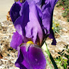 Purple Iris