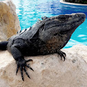 Mexican Spiny-tailed Iguana