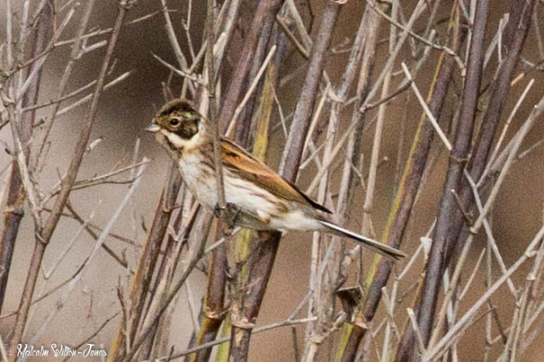 Reed Bunting; Escribano Palustre