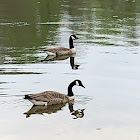 Canada goose