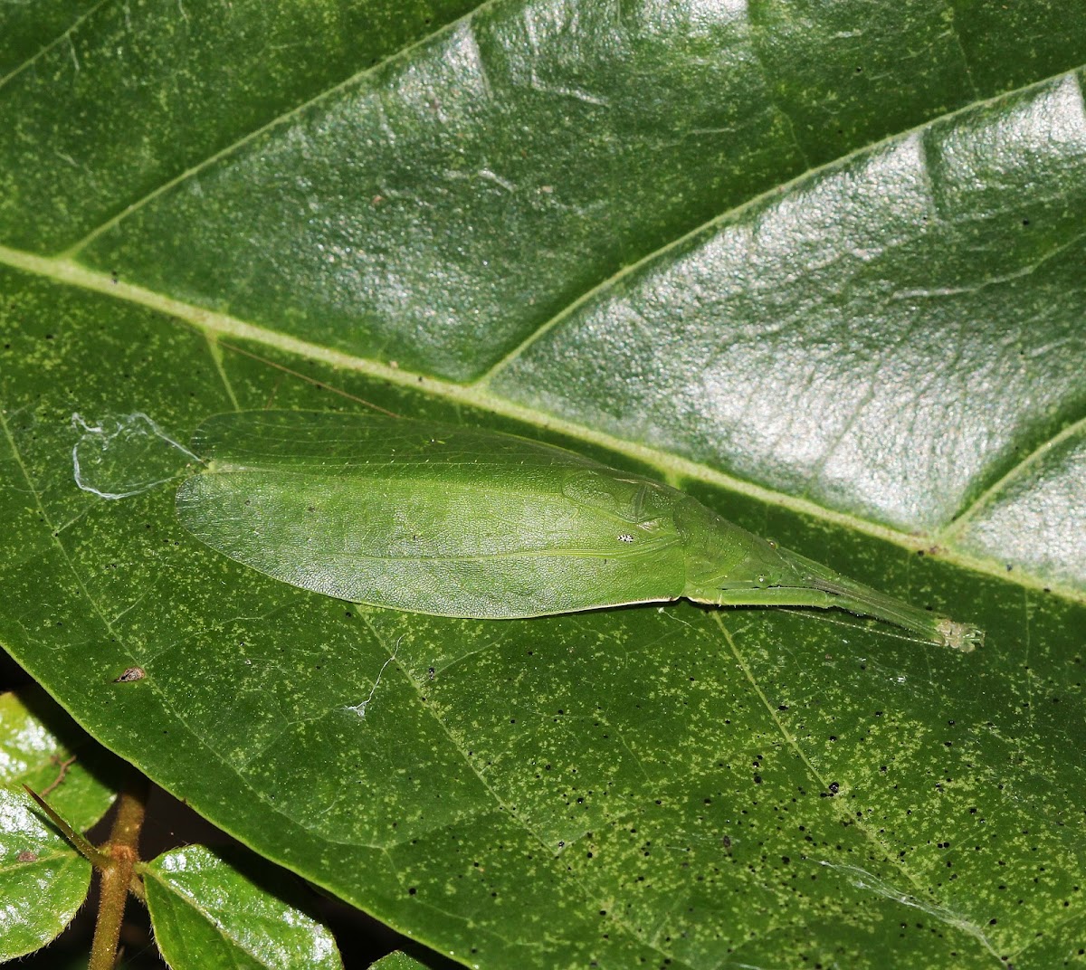 Leaf Mimic Bush Cricket