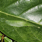 Leaf Mimic Bush Cricket